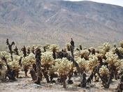 Joshua Tree National Park