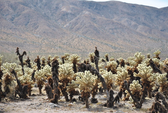 Joshua Tree National Park