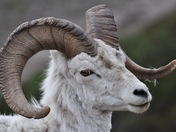 Denali National Park and Preserve