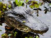 Jean Lafitte National Historical Park and Preserve - Barataria Preserve