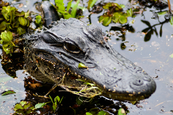 Jean Lafitte National Historical Park and Preserve - Barataria Preserve