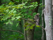 Delaware Water Gap National Recreation Area
