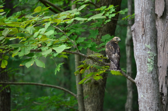 Delaware Water Gap National Recreation Area