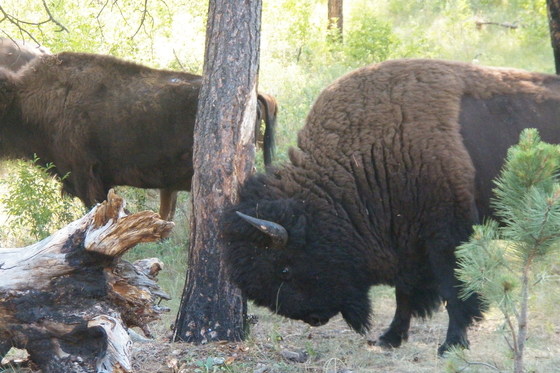 Yellowstone National Park
