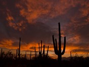 Saguaro National Park
