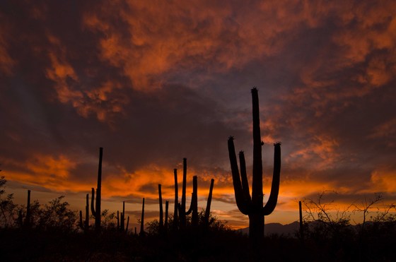 Saguaro National Park