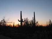 Saguaro National Park