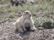 Theodore Roosevelt National Park