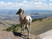 Yellowstone National Park