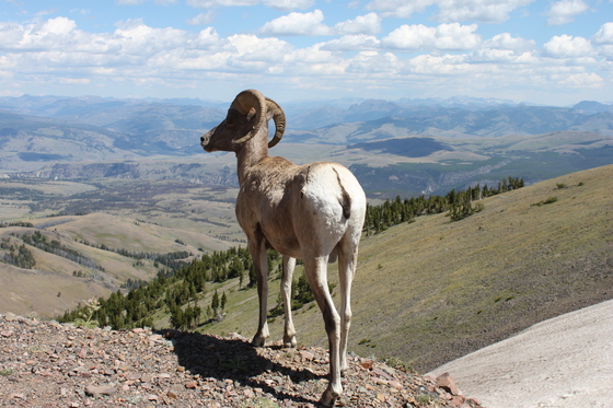 Yellowstone National Park