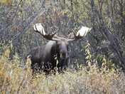 Denali National Park