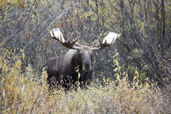Denali National Park