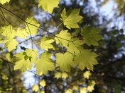 North Cascades National Park 