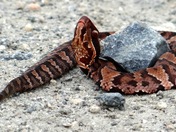 Back Bay National Wildlife Refuge