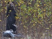 Grizzly On Moose Kill