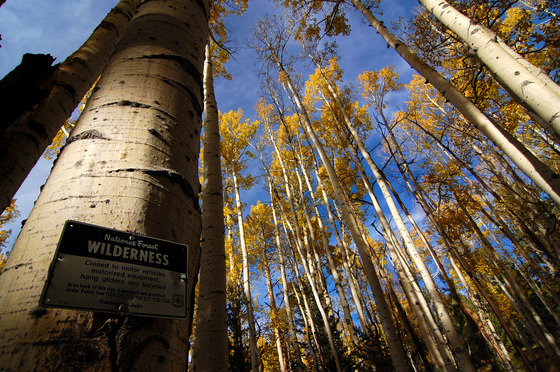 Kachina Peaks Wilderness