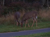 Shenandoah National Park