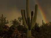 Saguaro National Park West