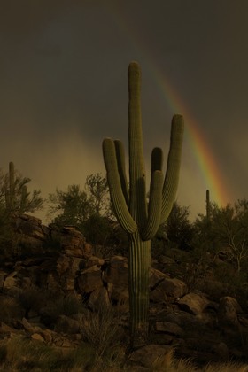 Saguaro National Park West