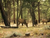 Grand Canyon National Park