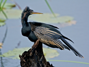 Savannah National Wildlife Refuge