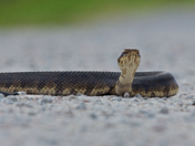 Savannah National Wildlife Refuge