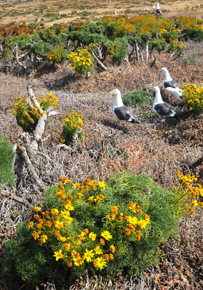 Anacapa Island