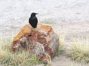Petrified Forest National Park