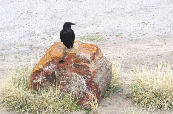Petrified Forest National Park