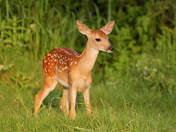 Aransas National Wildlife Refuge