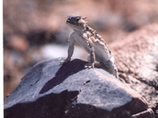 Lake Mead National rec area