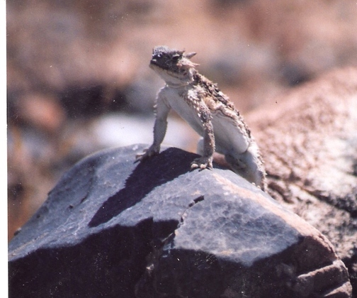 Lake Mead National rec area