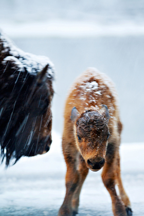 Yellowstone National Park