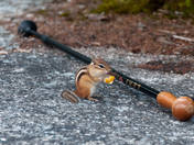 White Mountain National Forest