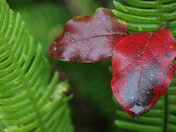 Olympic National Park