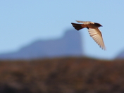 Big Bend National Park