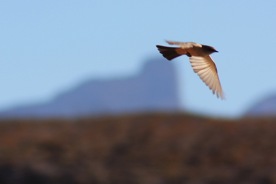 Big Bend National Park
