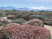 Piedras Blancas Light Station