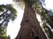Sequoia National Park