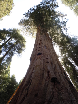 Sequoia National Park