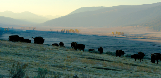 Yellowstone National Park