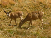 Sequoia national park