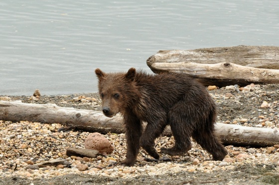 Katmai National Park