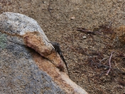 Cleveland National Forest