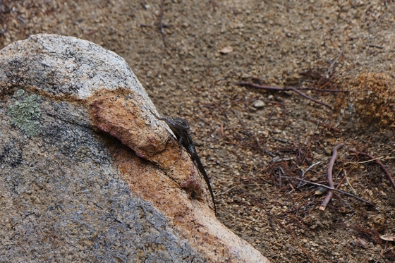 Cleveland National Forest