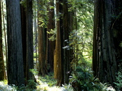 RedWood National Park 