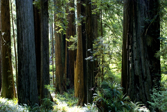 RedWood National Park 