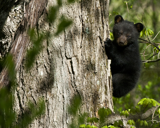 Delaware Water Gap National Recreation Area