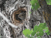 Coconino National Forest