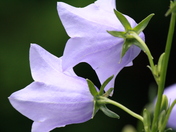 peach leaf bellflower